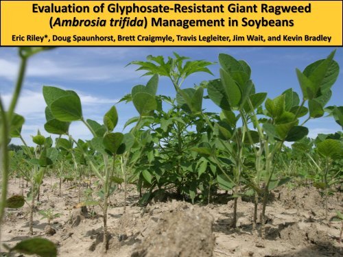 (Ambrosia trifida) Management in Soybeans