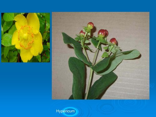 Floriculture Industry in Ethiopia