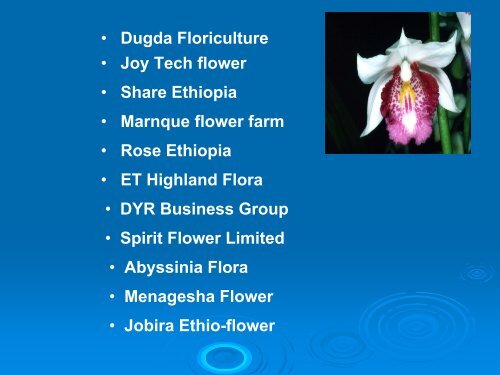 Floriculture Industry in Ethiopia