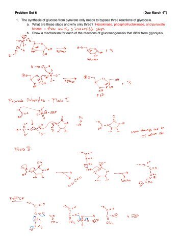 Problem Set 6 (Due February 26th) 1. Gluconeogenesis: a. What ...