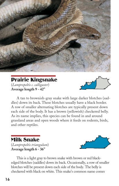 Kentucky Snakes