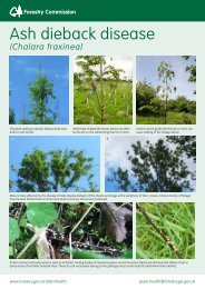 Ash dieback disease