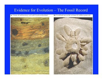 Evidence for Evolution – The Fossil Record