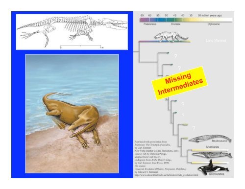 Evidence for Evolution – The Fossil Record