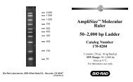 AmpliSize Molecular Ruler 50–2,000 bp Ladder