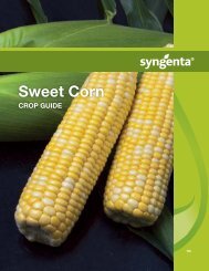 Sweet Corn