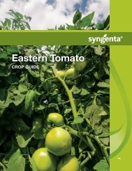 Eastern Tomato