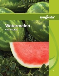 Watermelon - Syngenta