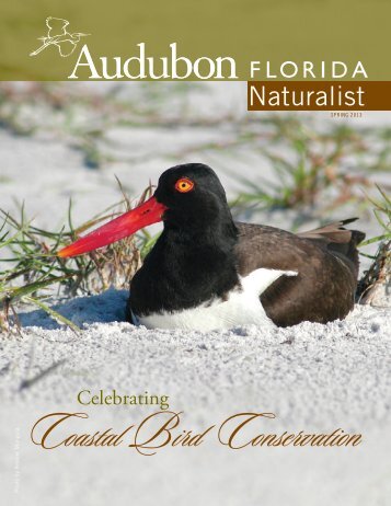 Coastal Bird Conservation - Audubon of Florida - National Audubon ...