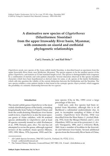 A diminutive new species of Glyptothorax (Siluriformes: Sisoridae ...