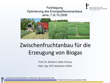 Zwischenfruchtanbau für die Erzeugung von Biogas - TLL