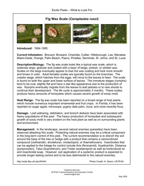 Fig Wax Scale (Ceroplastes rusci)