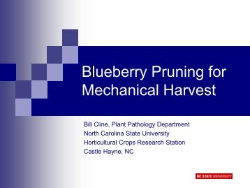 Blueberry Pruning for Mechanical Harvest