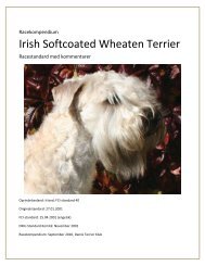 Irish Softcoated Wheaten Terrier