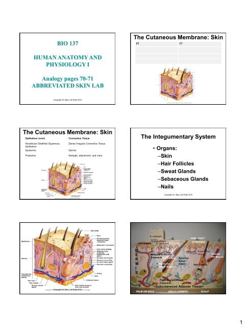 Skin Lab PPT -PRINT Skin Lab PPT -PRINT