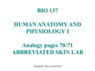 BIO 137 HUMAN ANATOMY AND PHYSIOLOGY I Analogy pages 70-71 ABBREVIATED SKIN LAB