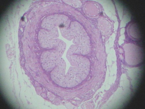 HISTOLOGY PRACTICE QUIZ For each tissue