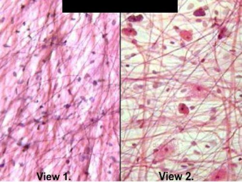 HISTOLOGY PRACTICE QUIZ For each tissue