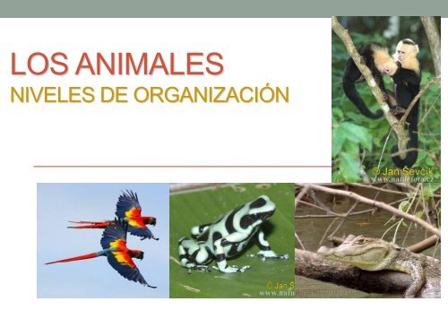 TEJIDOS ANIMALES.pdf