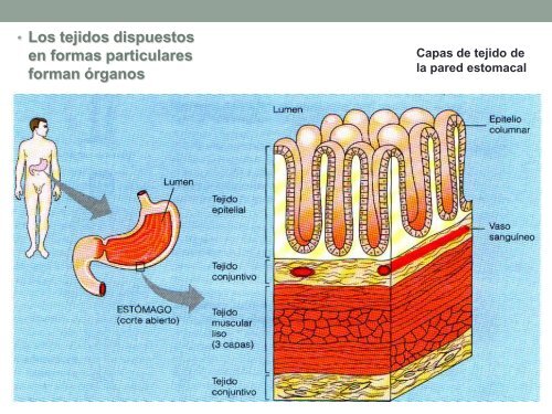 TEJIDOS ANIMALES.pdf