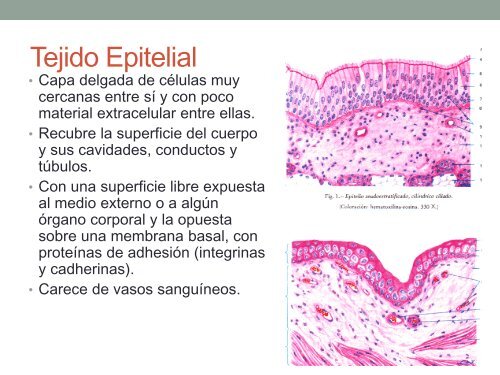 TEJIDOS ANIMALES.pdf