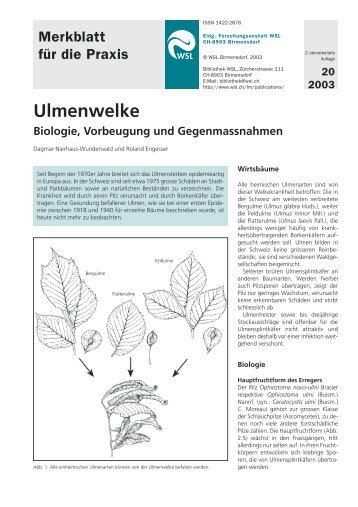 Ulmenwelke - Biologie, Vorbeugung und Gegenmassnahmen. - WSL