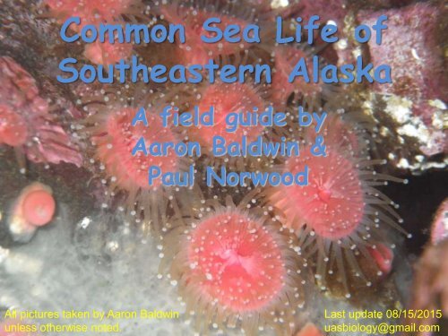 Common Sea Life of Southeastern Alaska