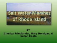 Salt Water Marshes of Rhode Island