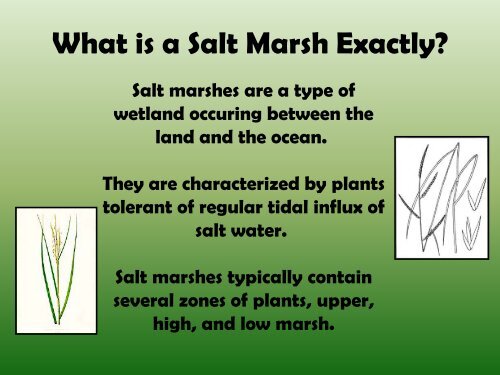 Salt Water Marshes of Rhode Island