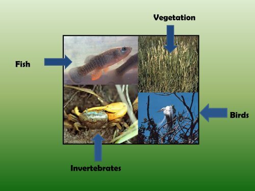 Salt Water Marshes of Rhode Island