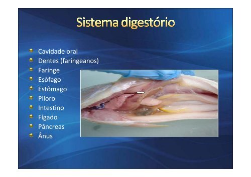 Msc Marianna Vaz Rodrigues Disciplina Higiene e Inspeção de Pescado