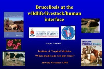 Bovine tuberculosis and brucellosis at the wildlife/livestock/human ...