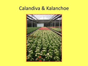 Calandiva & Kalanchoe