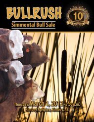 Bull Sale - Fullblood Simmental Fleckvieh Federation