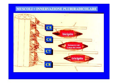 CLASSIFICAZIONE NEUROLOGICA STANDARD NEI TRAUMI MIDOLLARI