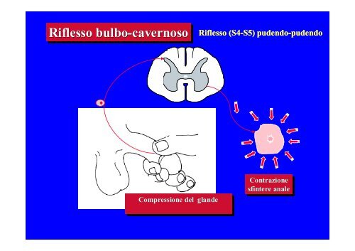 CLASSIFICAZIONE NEUROLOGICA STANDARD NEI TRAUMI MIDOLLARI