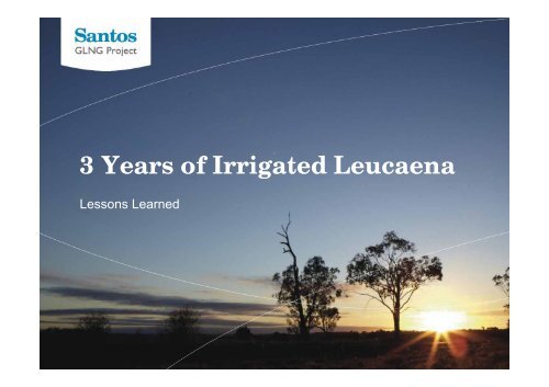 3 Years of Irrigated Leucaena