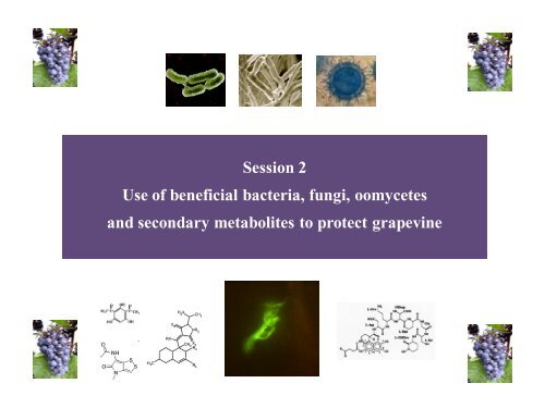 Symposium « Biocontrol of Grapevine Diseases » May 26-27 2011