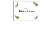 Dihybrid Crosses