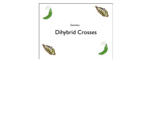 Dihybrid Crosses