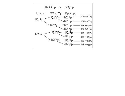 Dihybrid Crosses