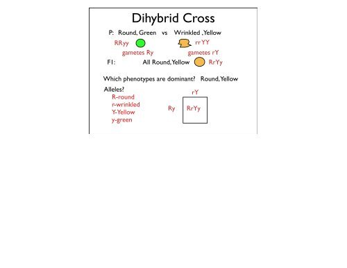 Dihybrid Crosses