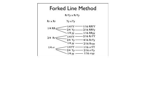 Dihybrid Crosses