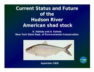 Current Status and Future of the Hudson River American shad stock