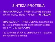 sinteza proteina