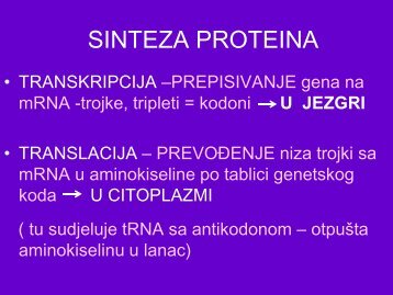 sinteza proteina