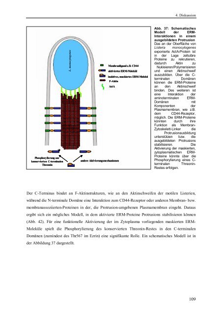 Einfluss der ERM-Proteine auf die Protrusion- Ausbildung und Zell ...