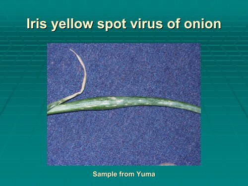 Onion Disease Management