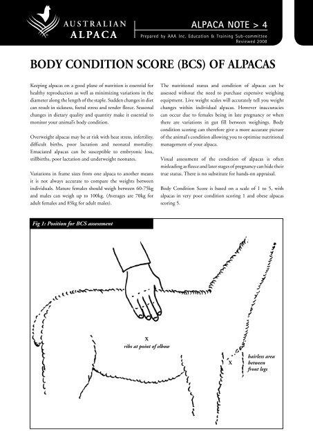 Body Condition Score Bcs Of Alpacas