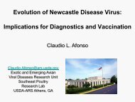 Newcastle Disease virus - GALVmed